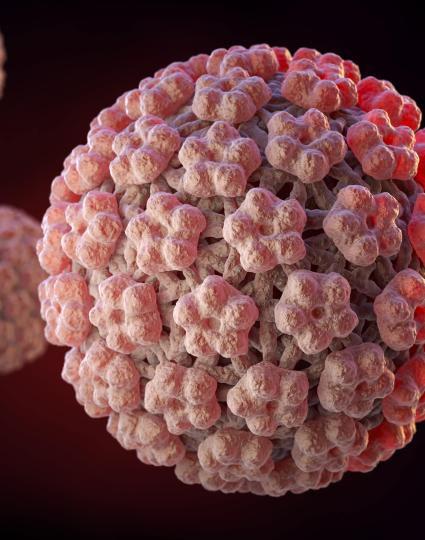 HPV virus